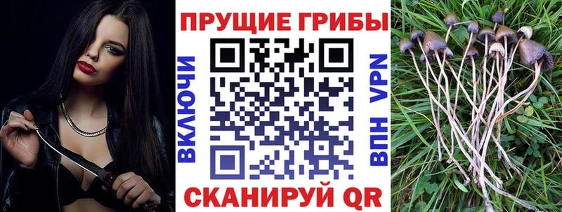 Псилоцибиновые грибы Psilocybine cubensis  Купить  Нефтекумск 